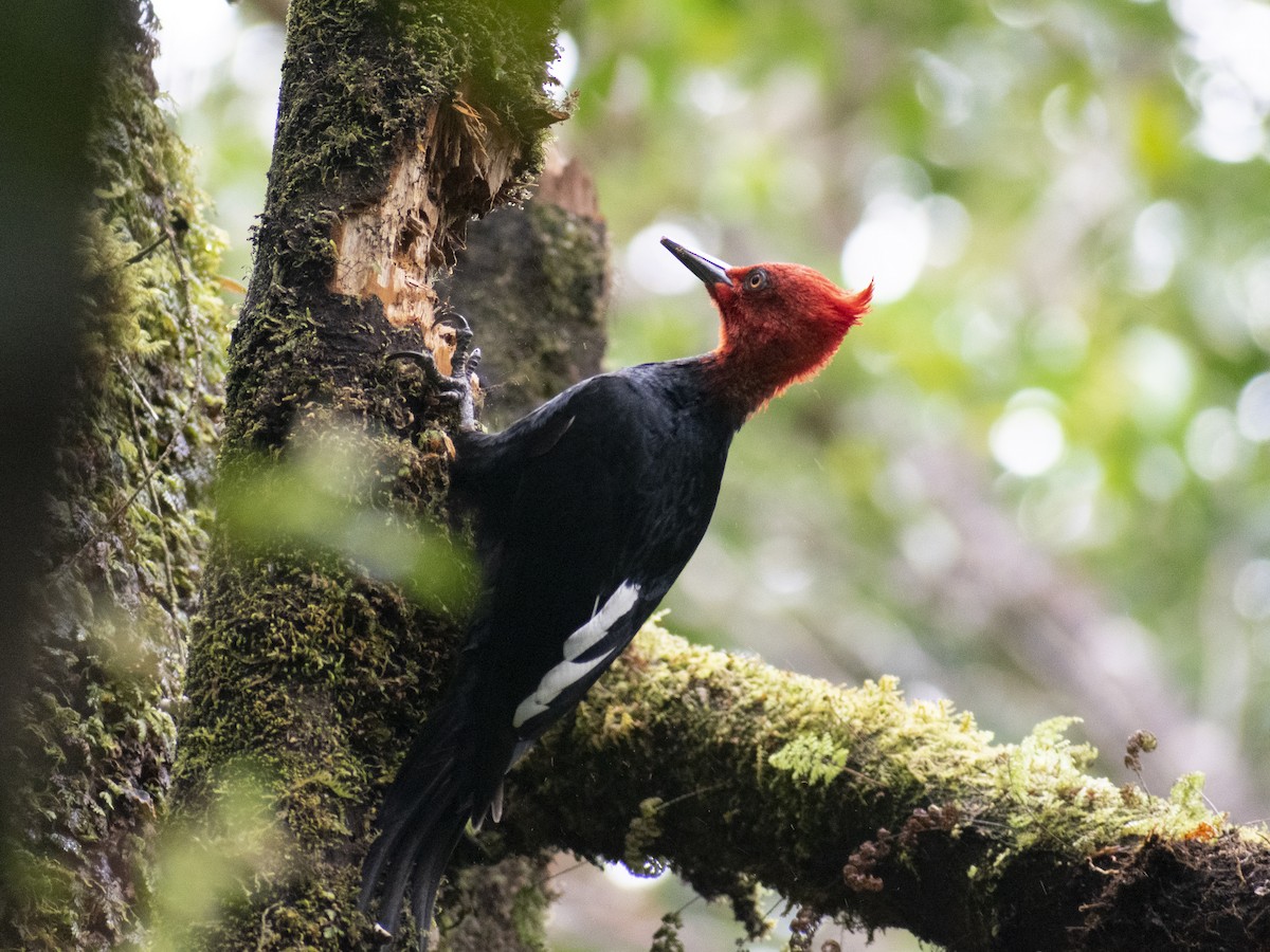 Magellanic Woodpecker - ML638207112