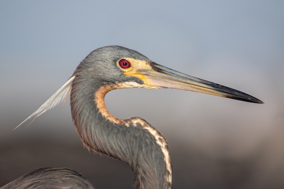 Tricolored Heron - ML638207113