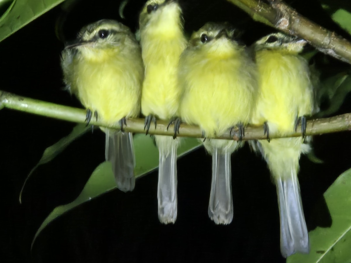 Yellow Tyrannulet - ML638207118