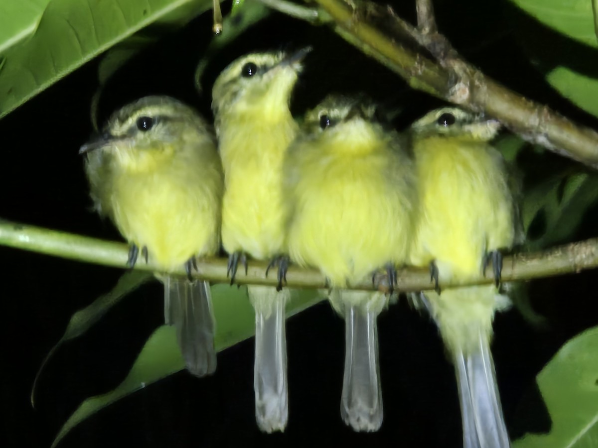 Yellow Tyrannulet - ML638207119