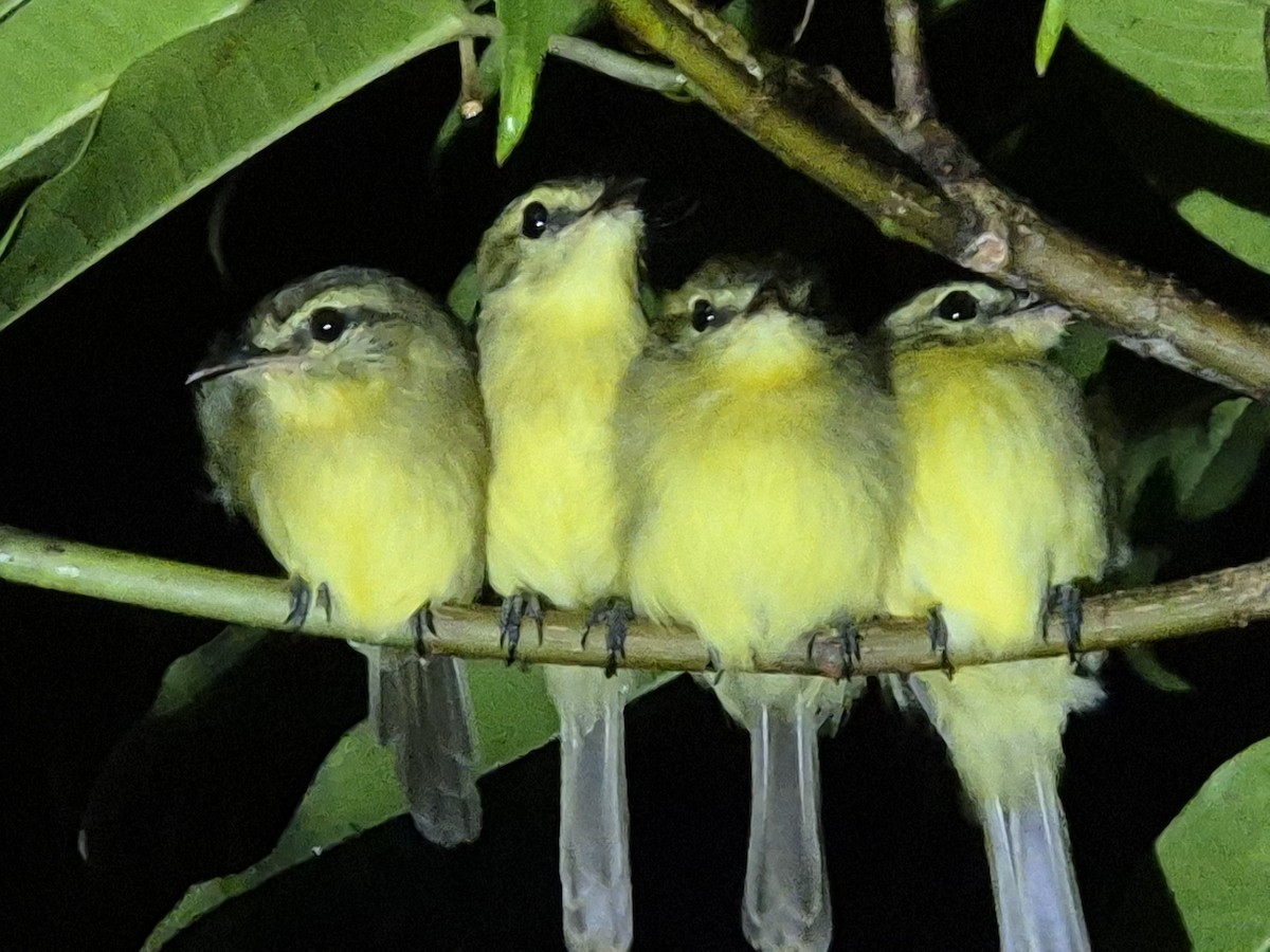 Yellow Tyrannulet - ML638207121