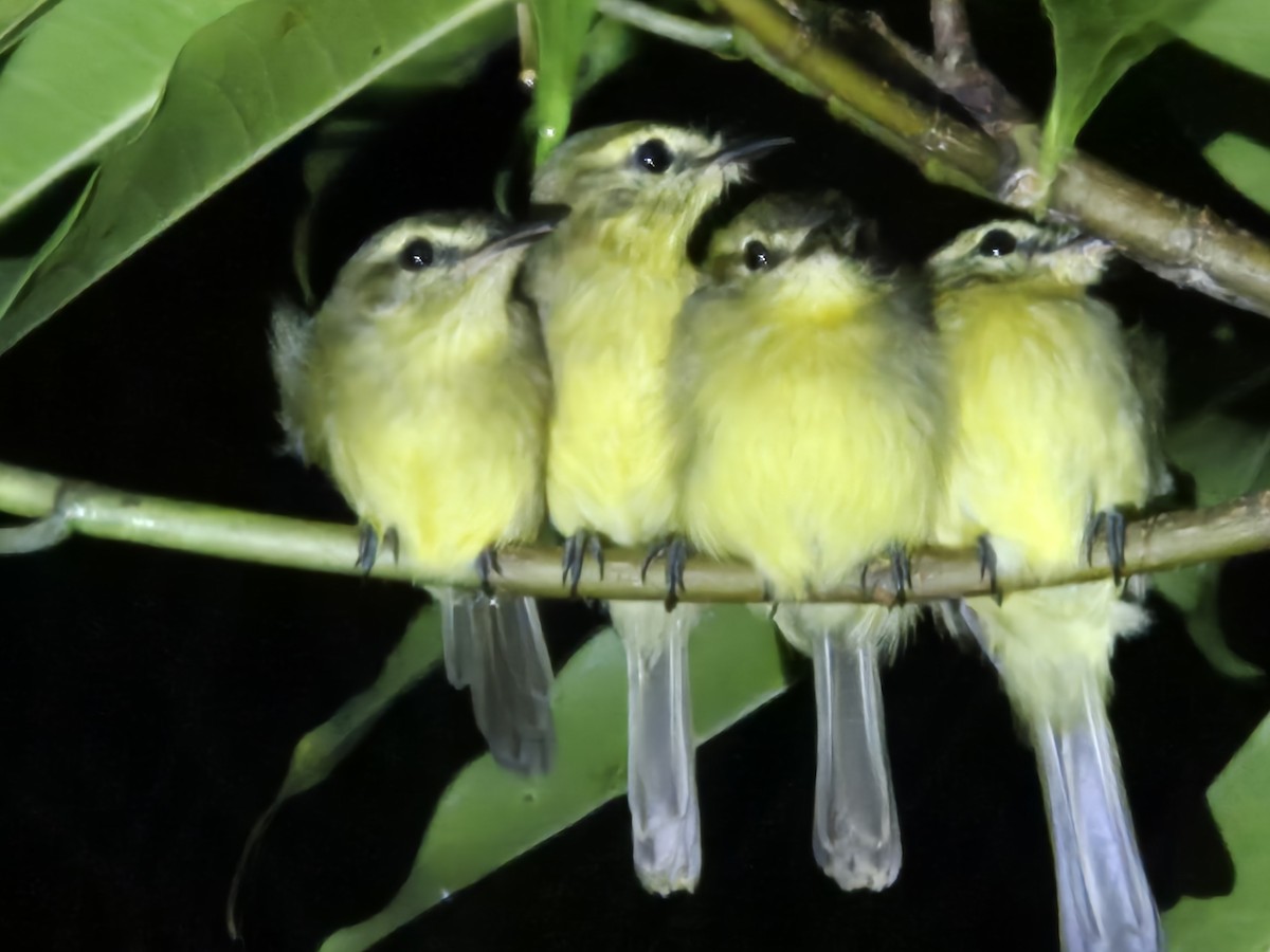 Yellow Tyrannulet - ML638207122