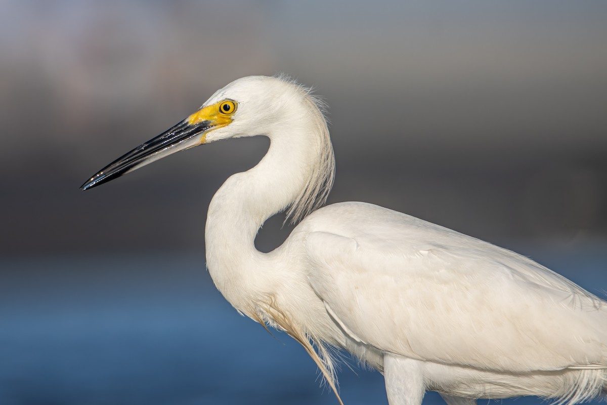 Snowy Egret - ML638207128