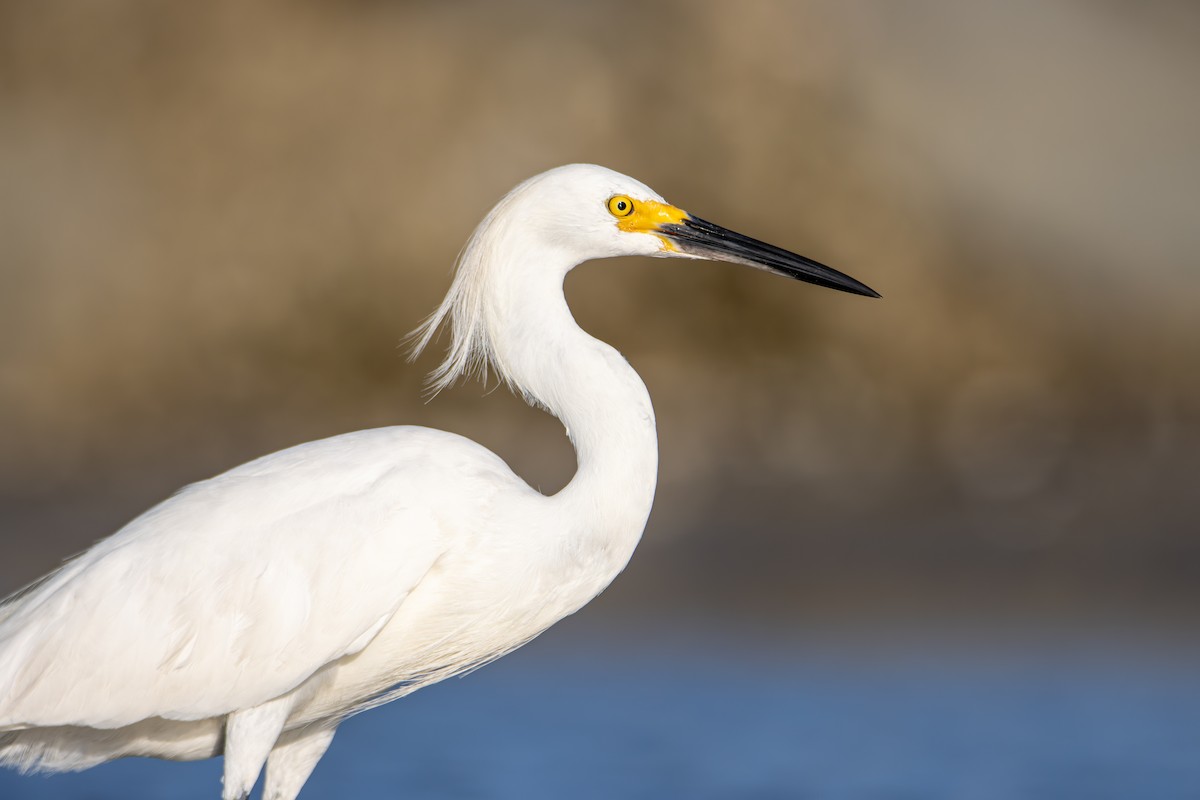 Snowy Egret - ML638207130