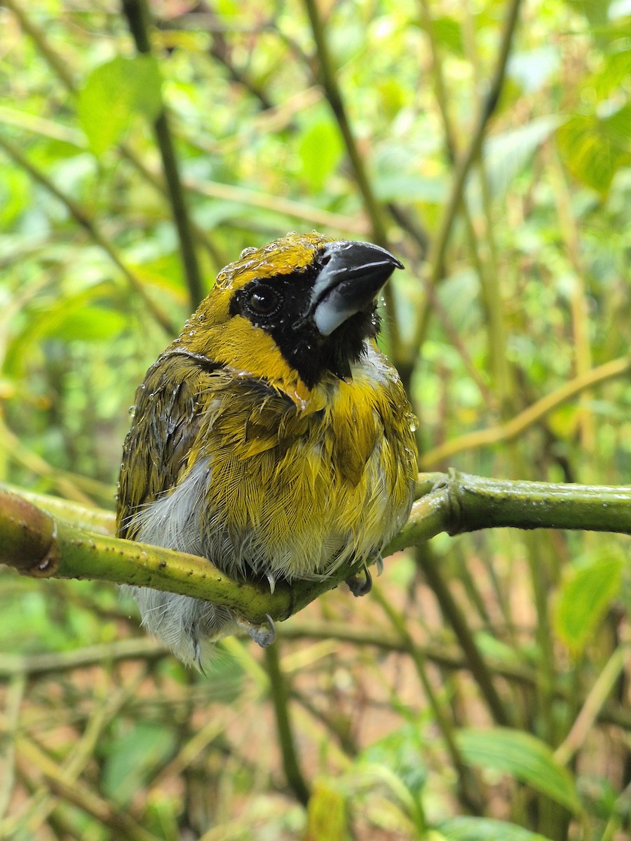 Black-faced Grosbeak - ML638207132