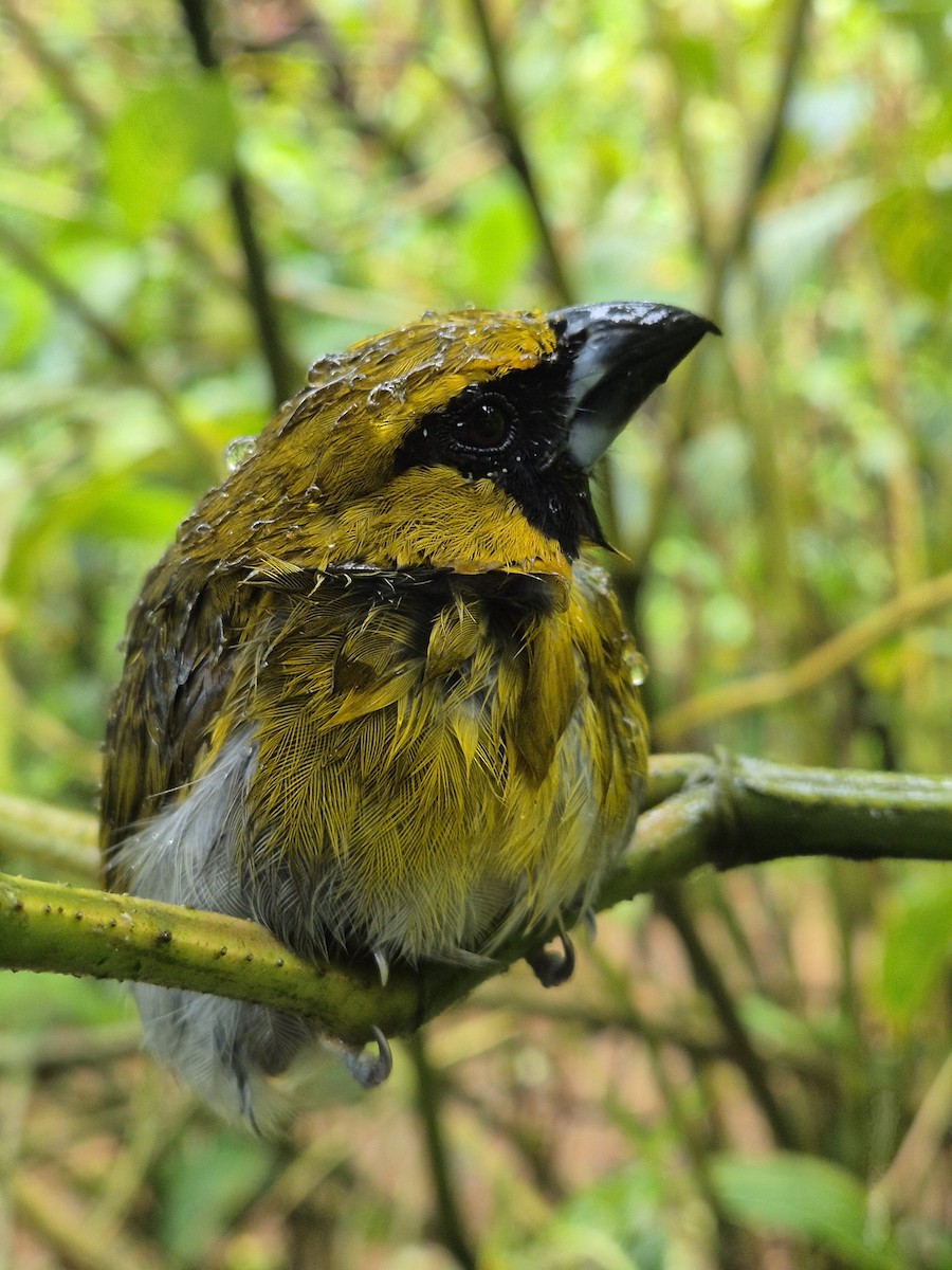 Black-faced Grosbeak - ML638207133
