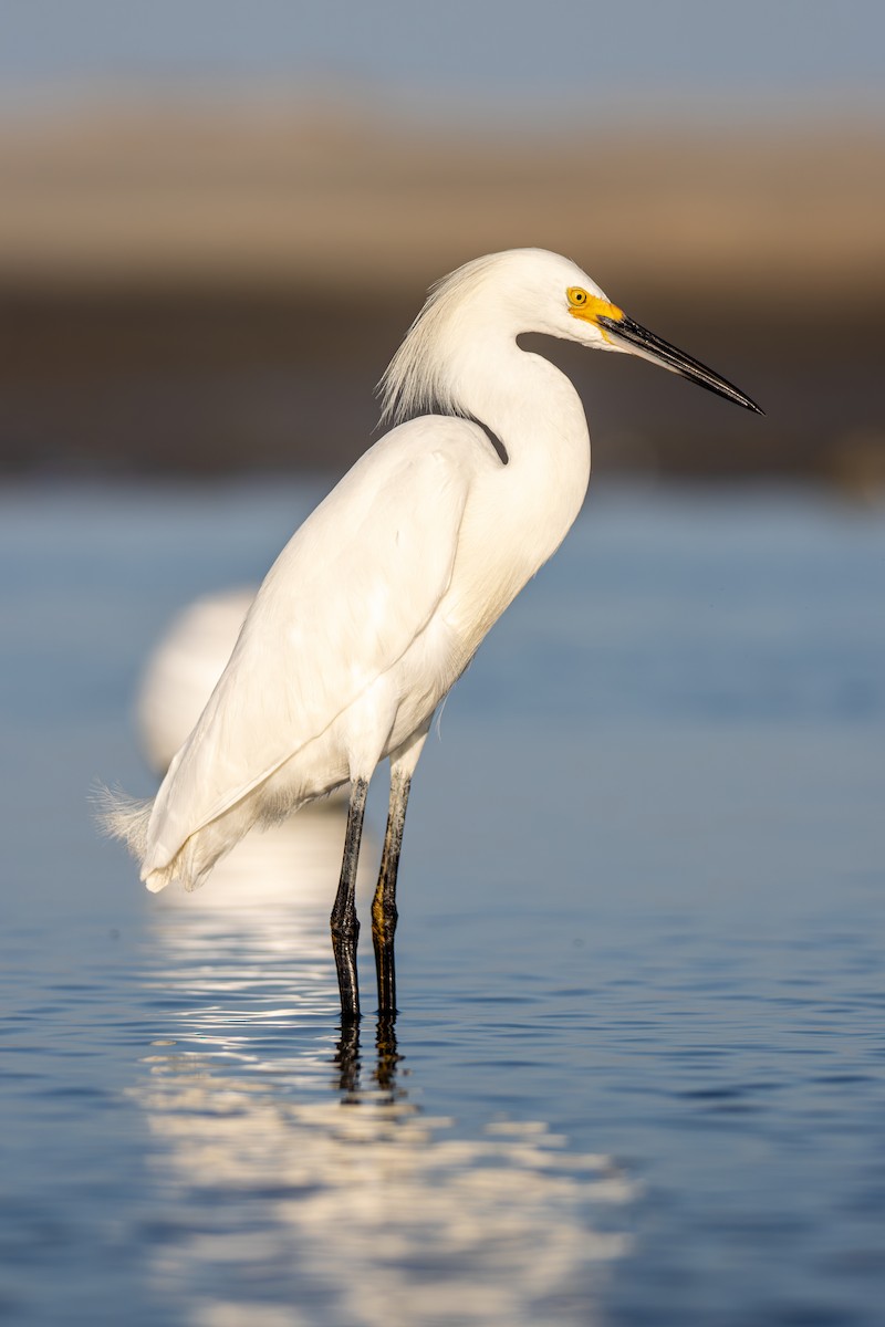 Snowy Egret - ML638207135