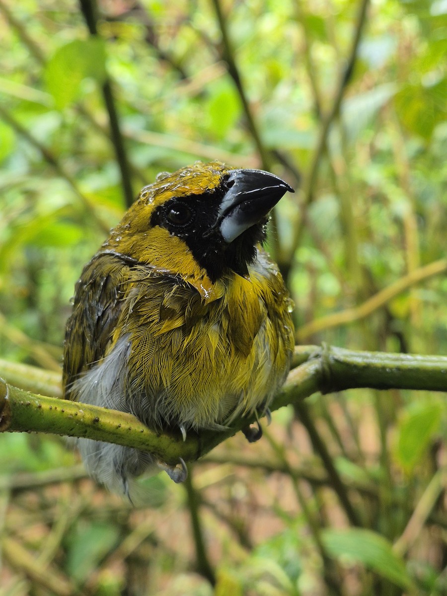 Black-faced Grosbeak - ML638207136