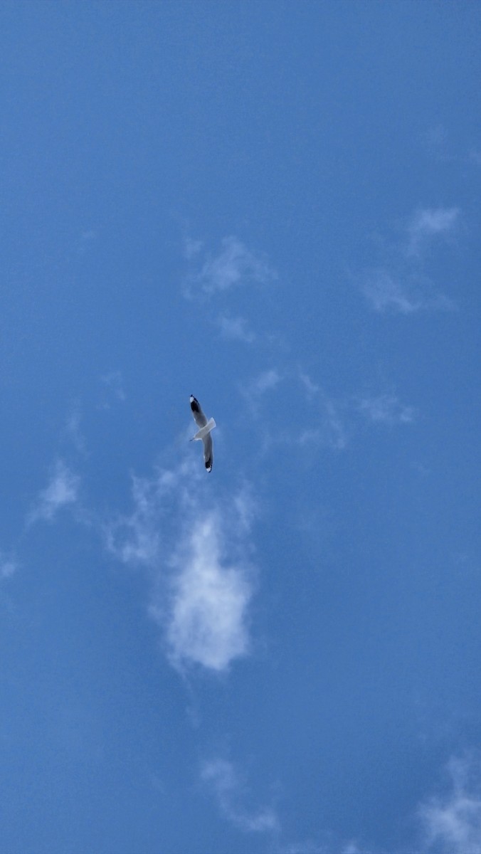 Andean Gull - ML638207138