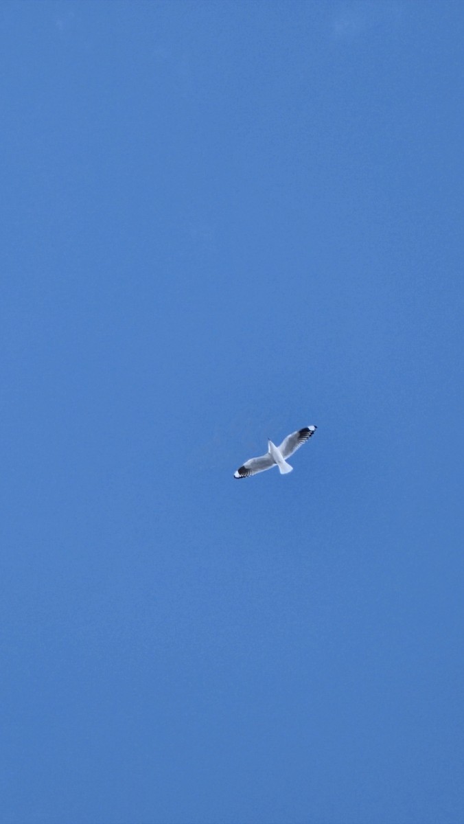 Andean Gull - ML638207140