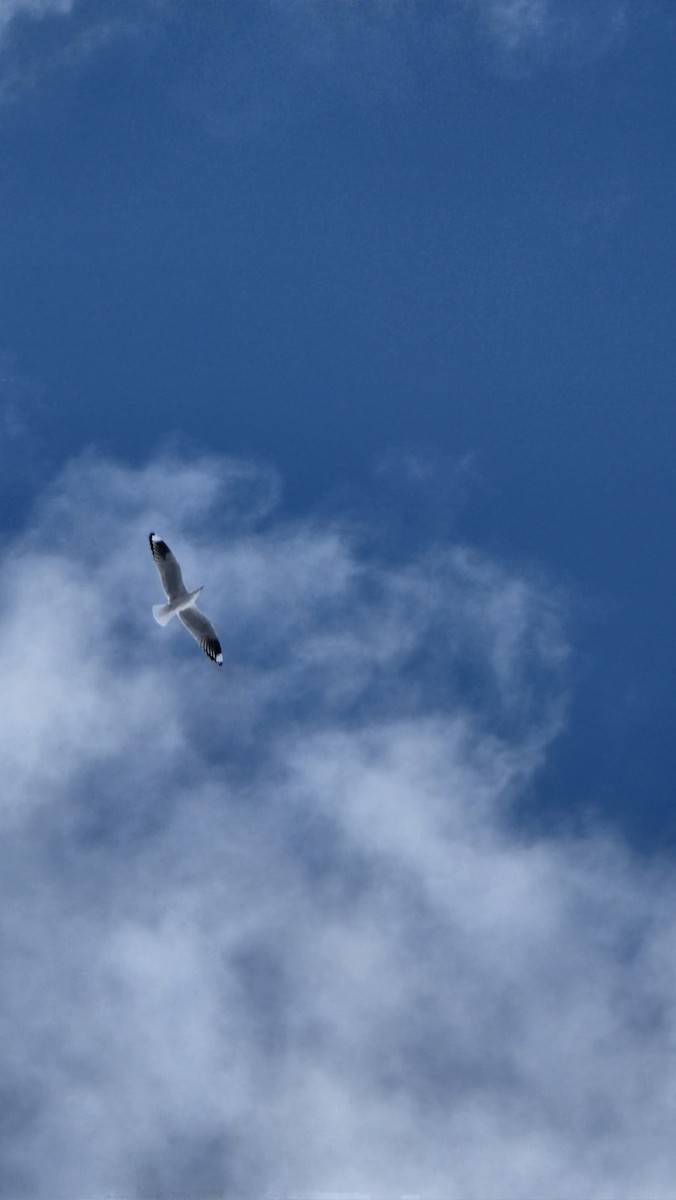 Andean Gull - ML638207141