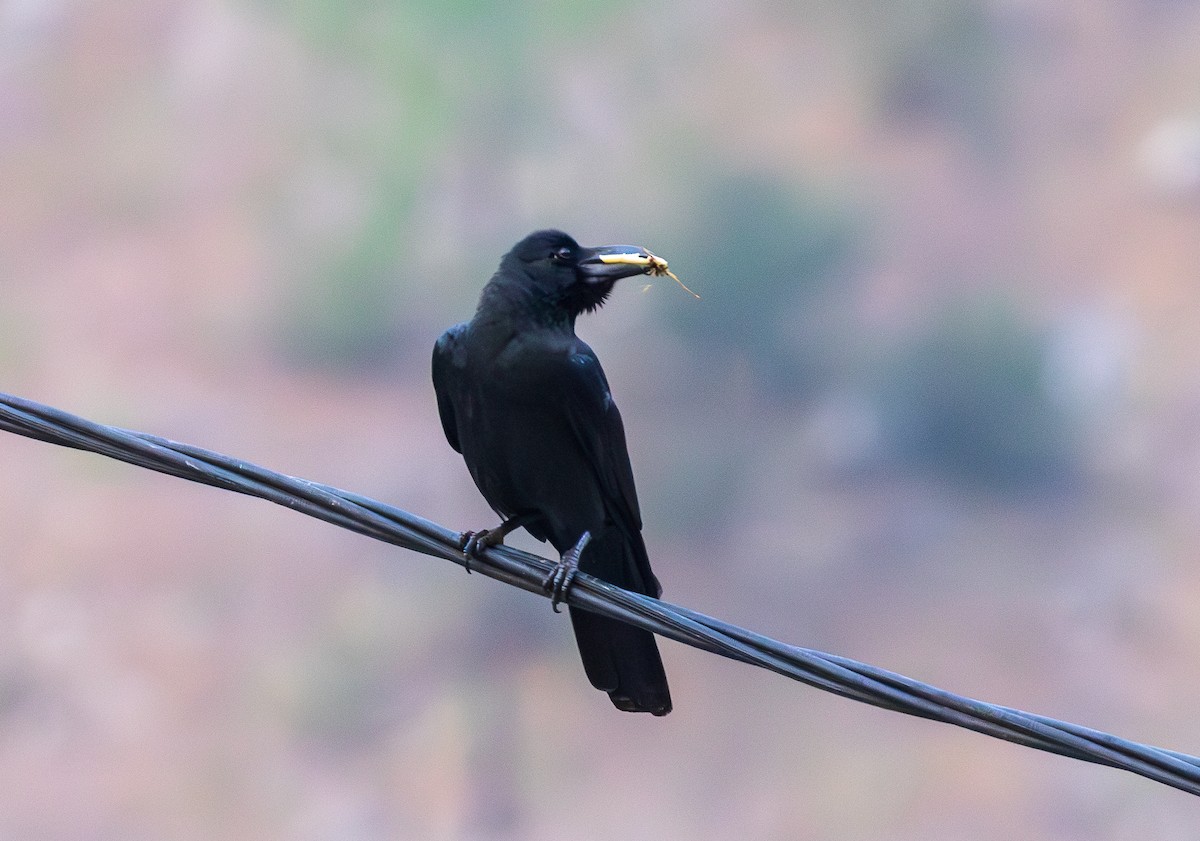 Large-billed Crow - ML638207142