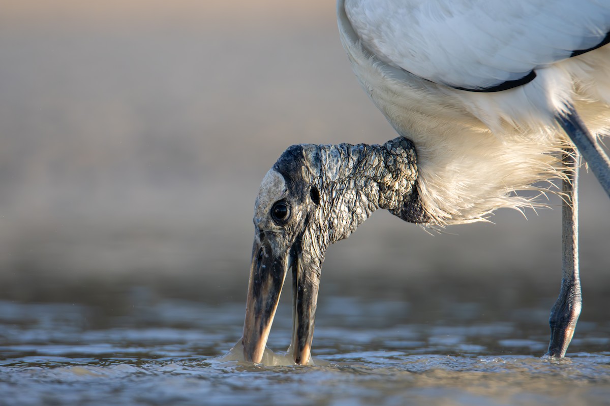 Wood Stork - ML638207143