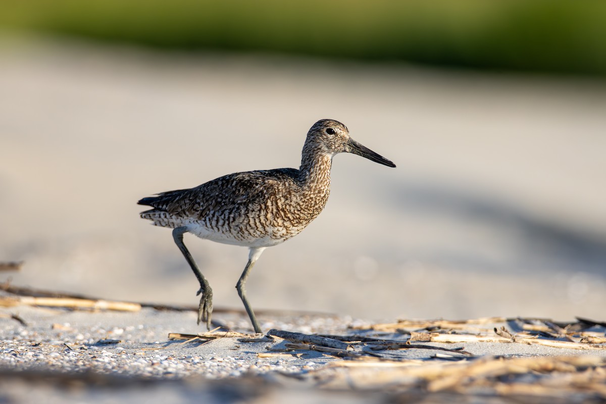 Willet - ML638207148