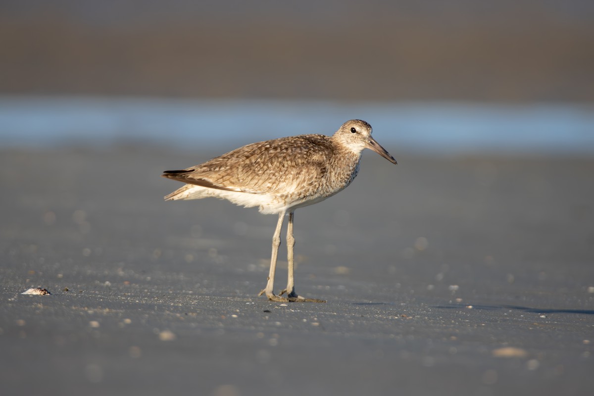 Willet - ML638207149
