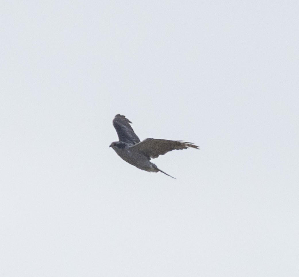 American Goshawk - ML638207155