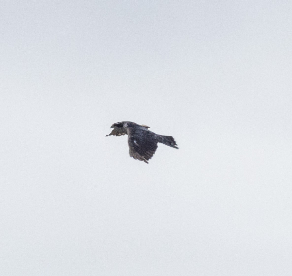American Goshawk - ML638207156