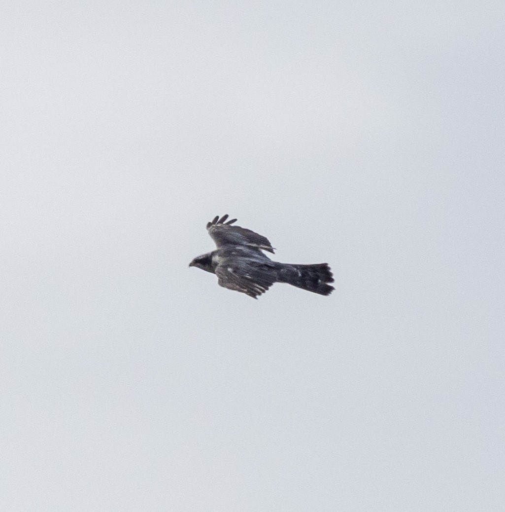 American Goshawk - ML638207157