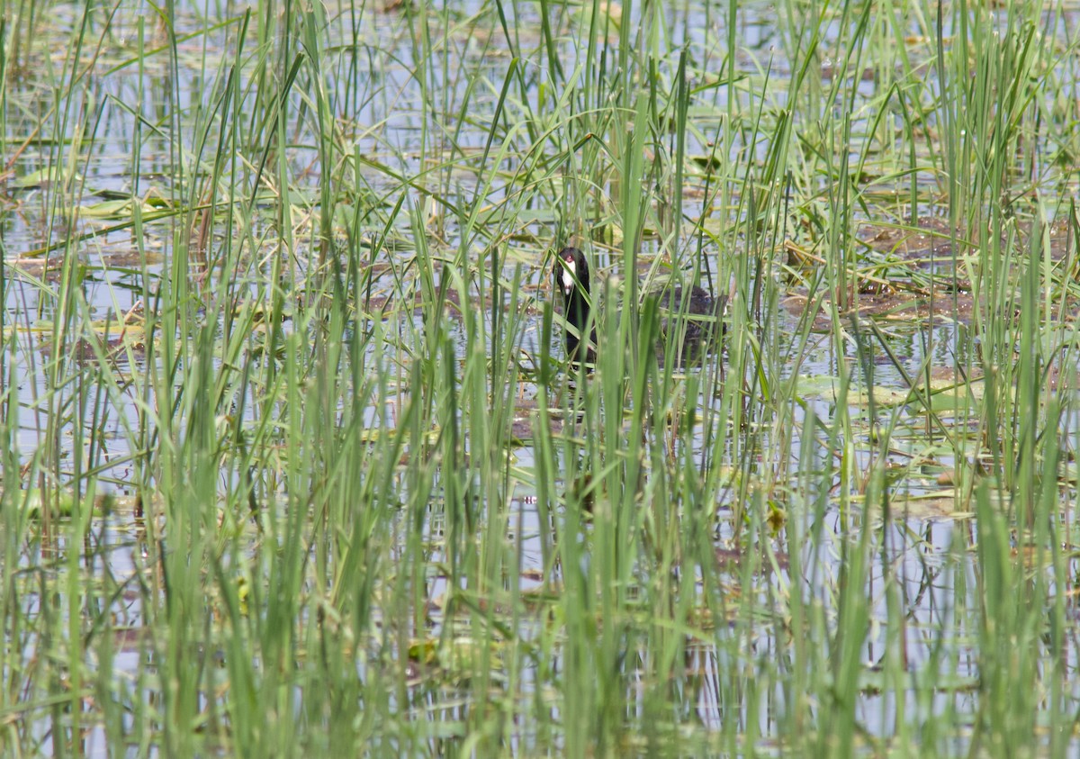 American Coot - ML638207169
