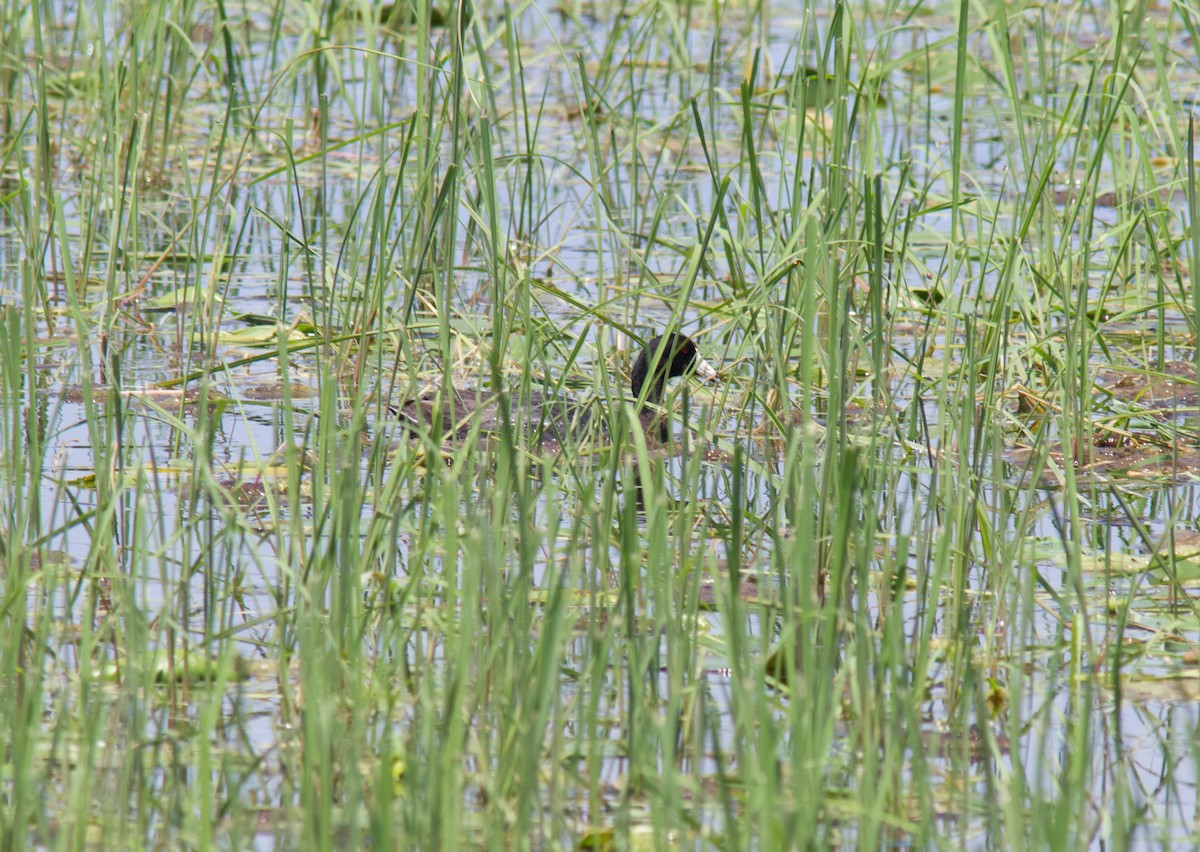 American Coot - ML638207170