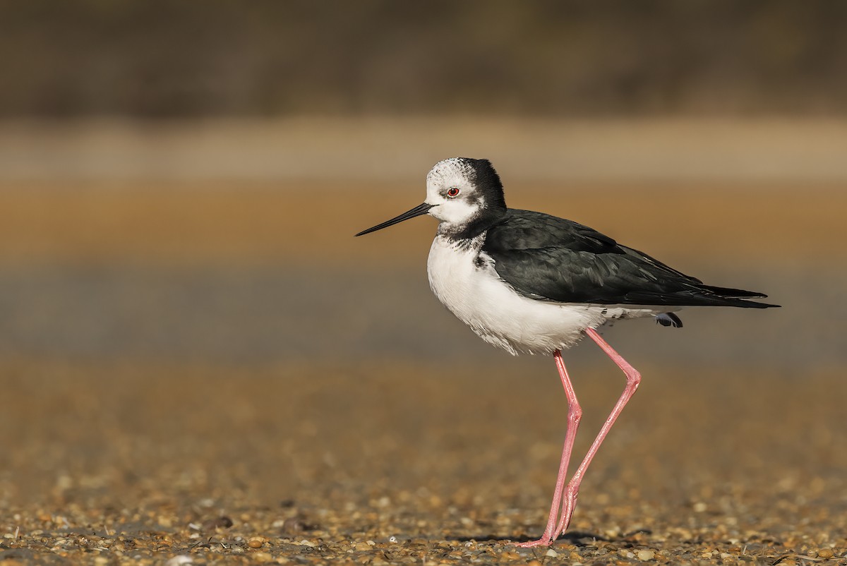 Pied Stilt - ML638207183