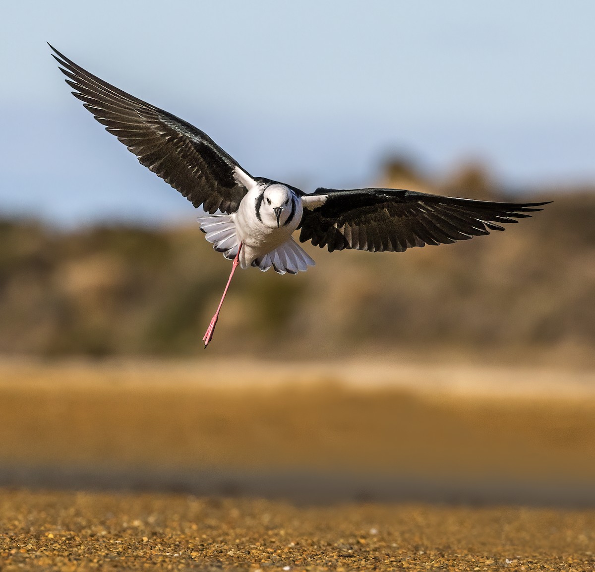 Pied Stilt - ML638207184