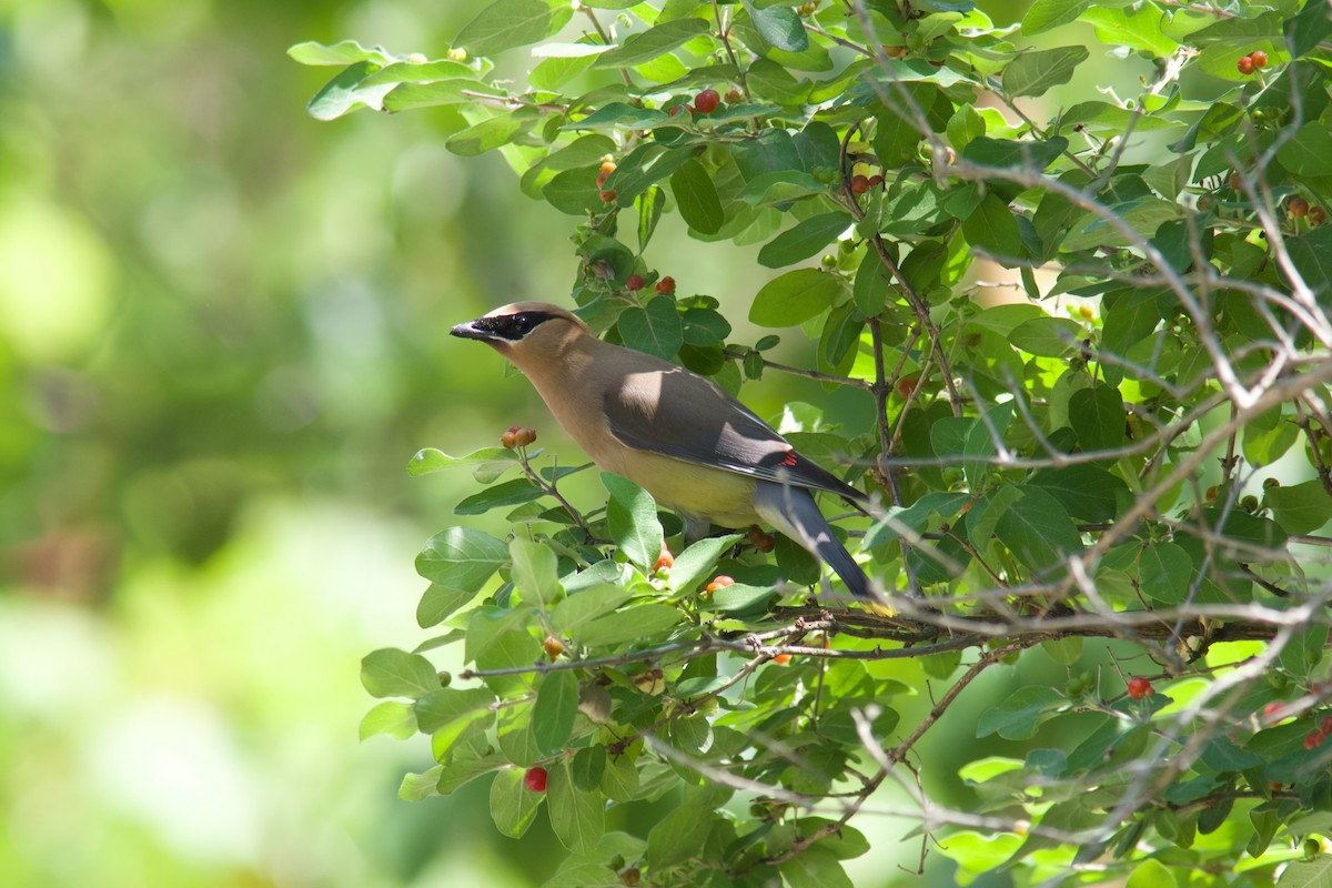 Cedar Waxwing - ML638207191