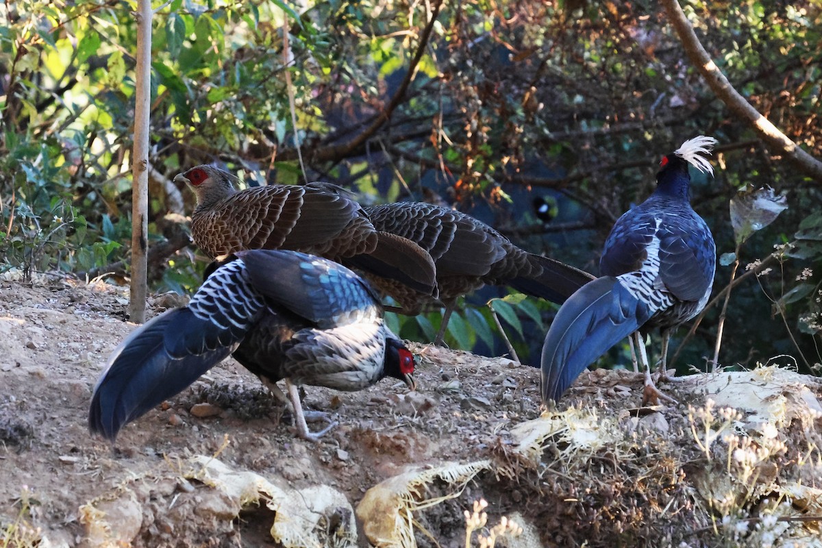 Kalij Pheasant - ML638207196