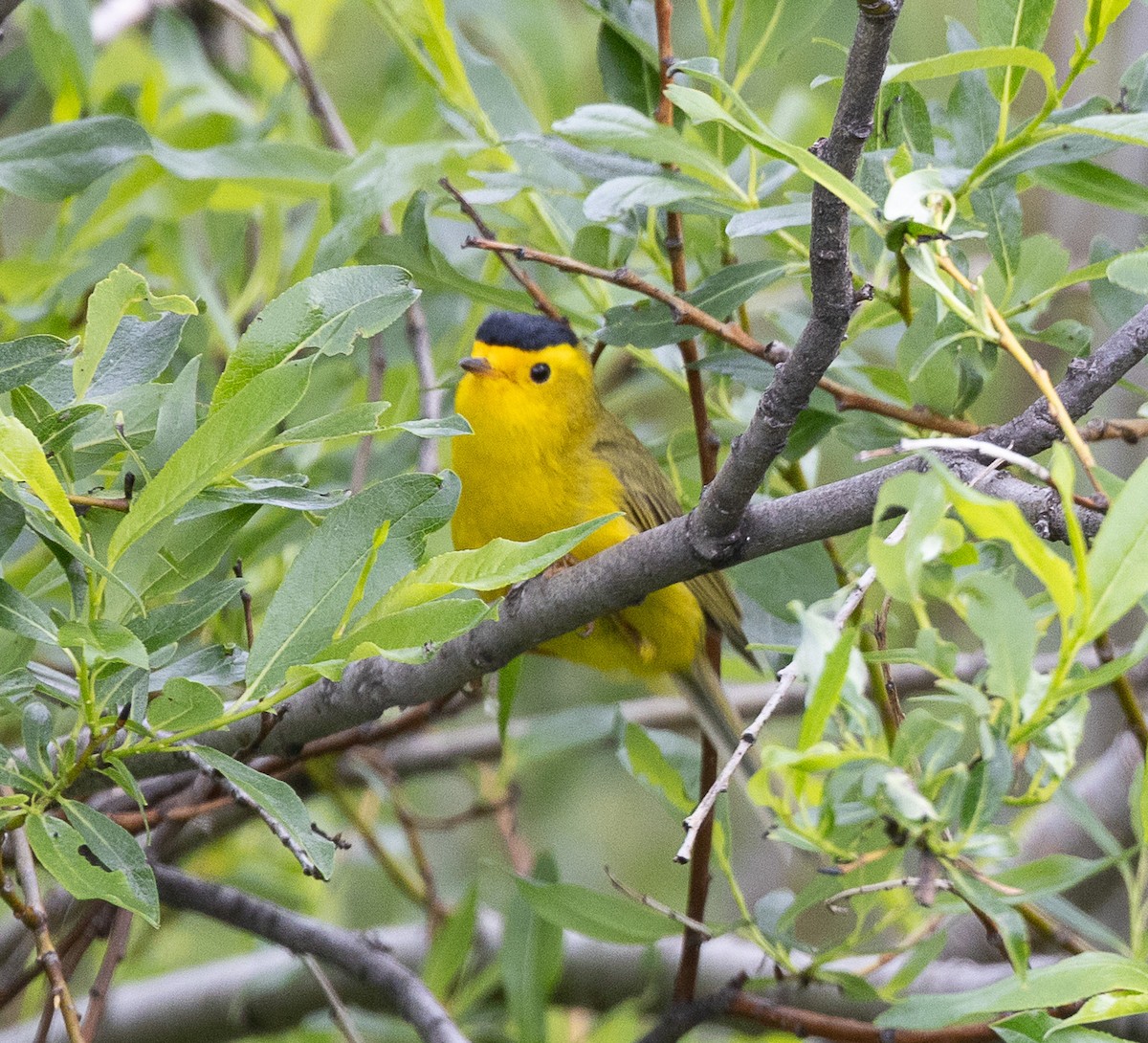 Wilson's Warbler (pileolata) - ML638207211