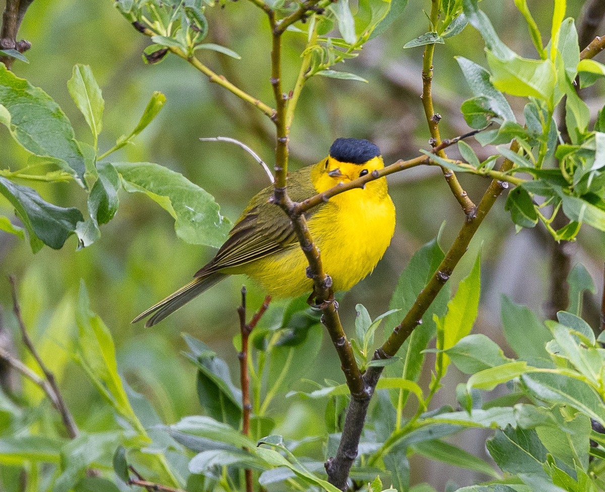 Wilson's Warbler (pileolata) - ML638207212