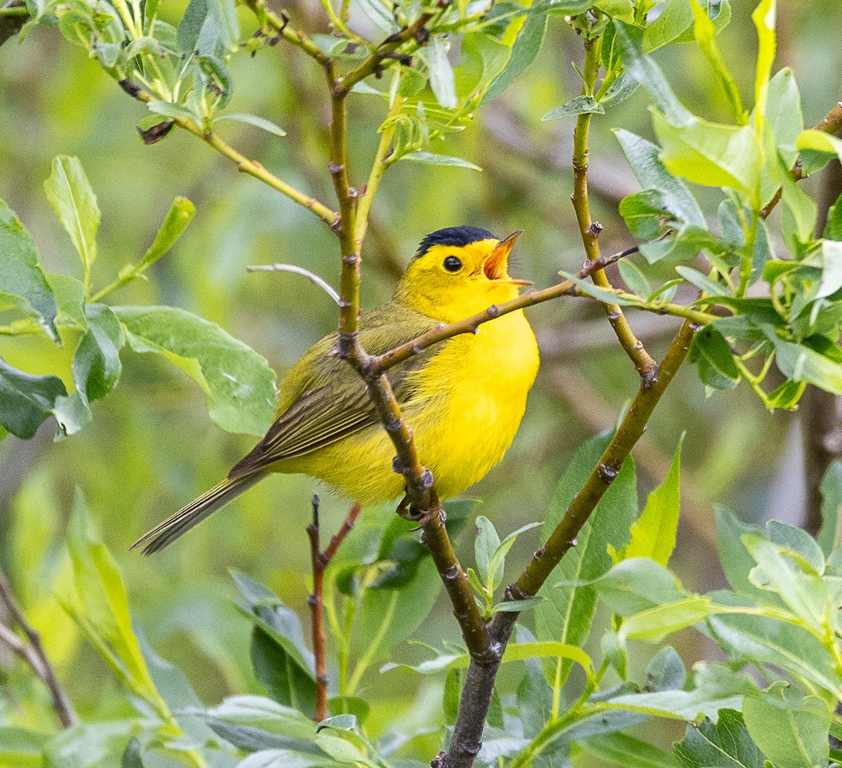 Wilson's Warbler (pileolata) - ML638207213