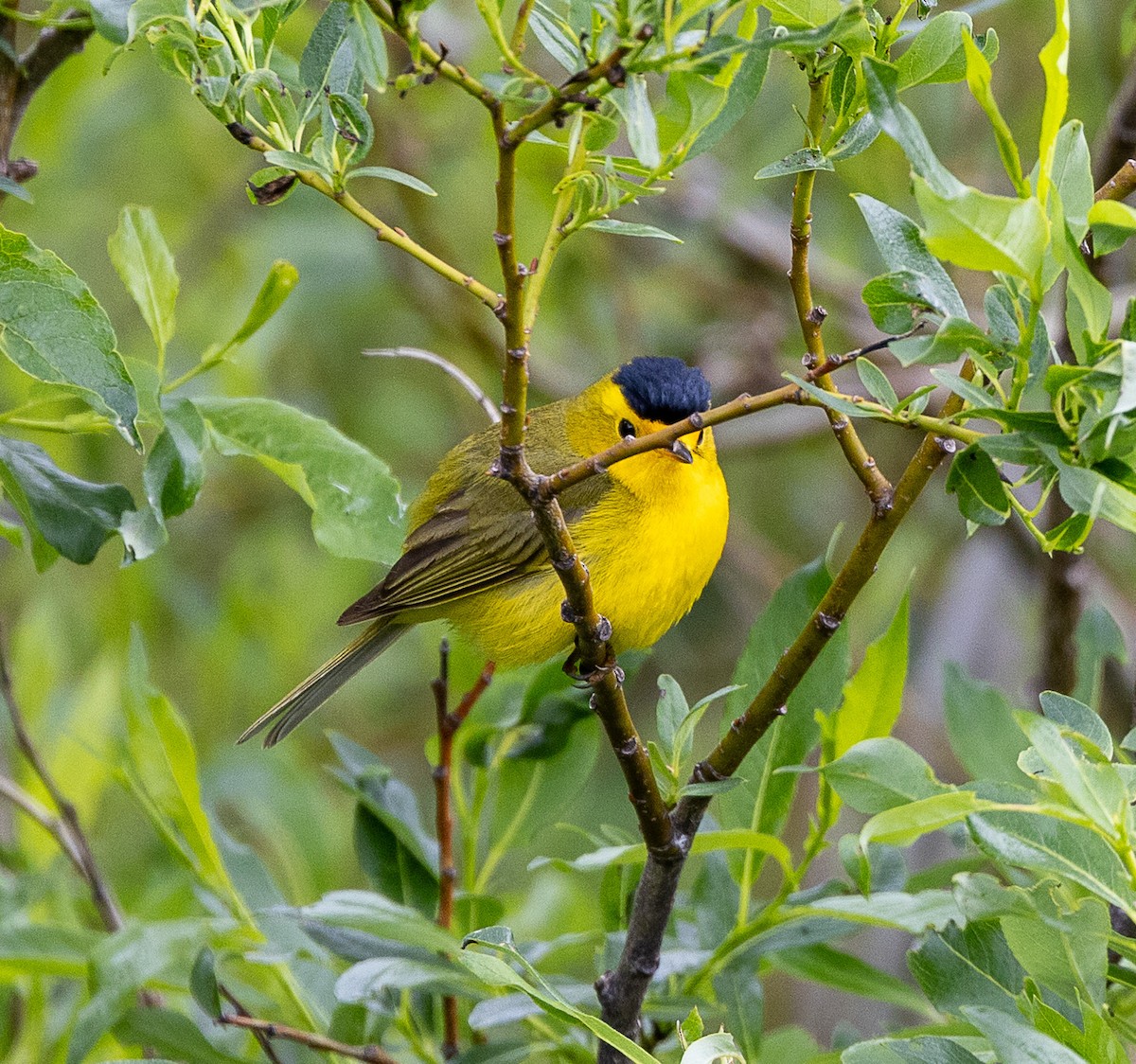 Wilson's Warbler (pileolata) - ML638207214