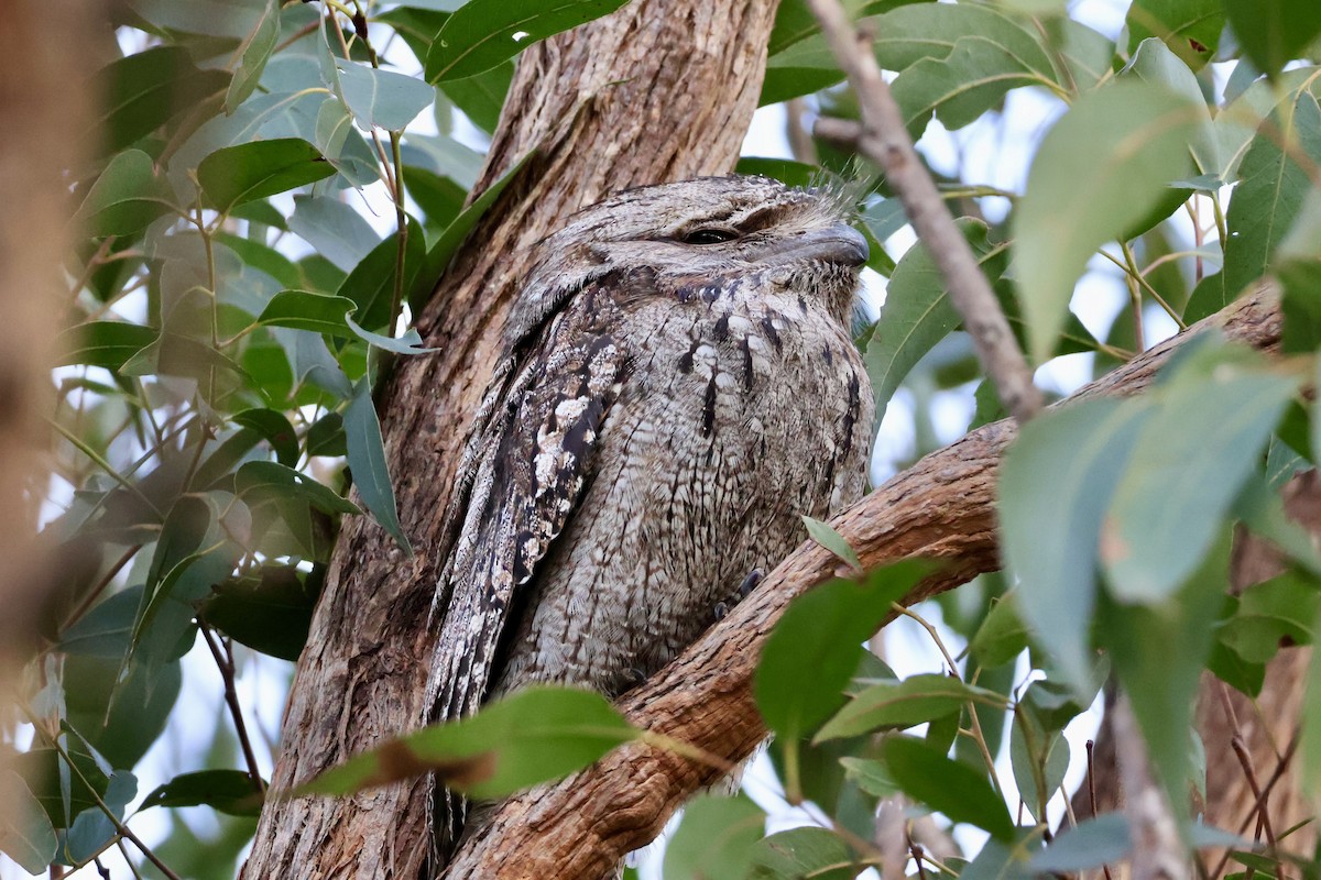 Tawny Frogmouth - ML638207220
