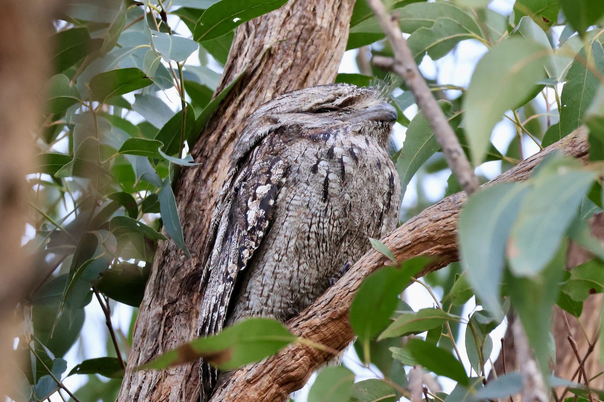 Tawny Frogmouth - ML638207221