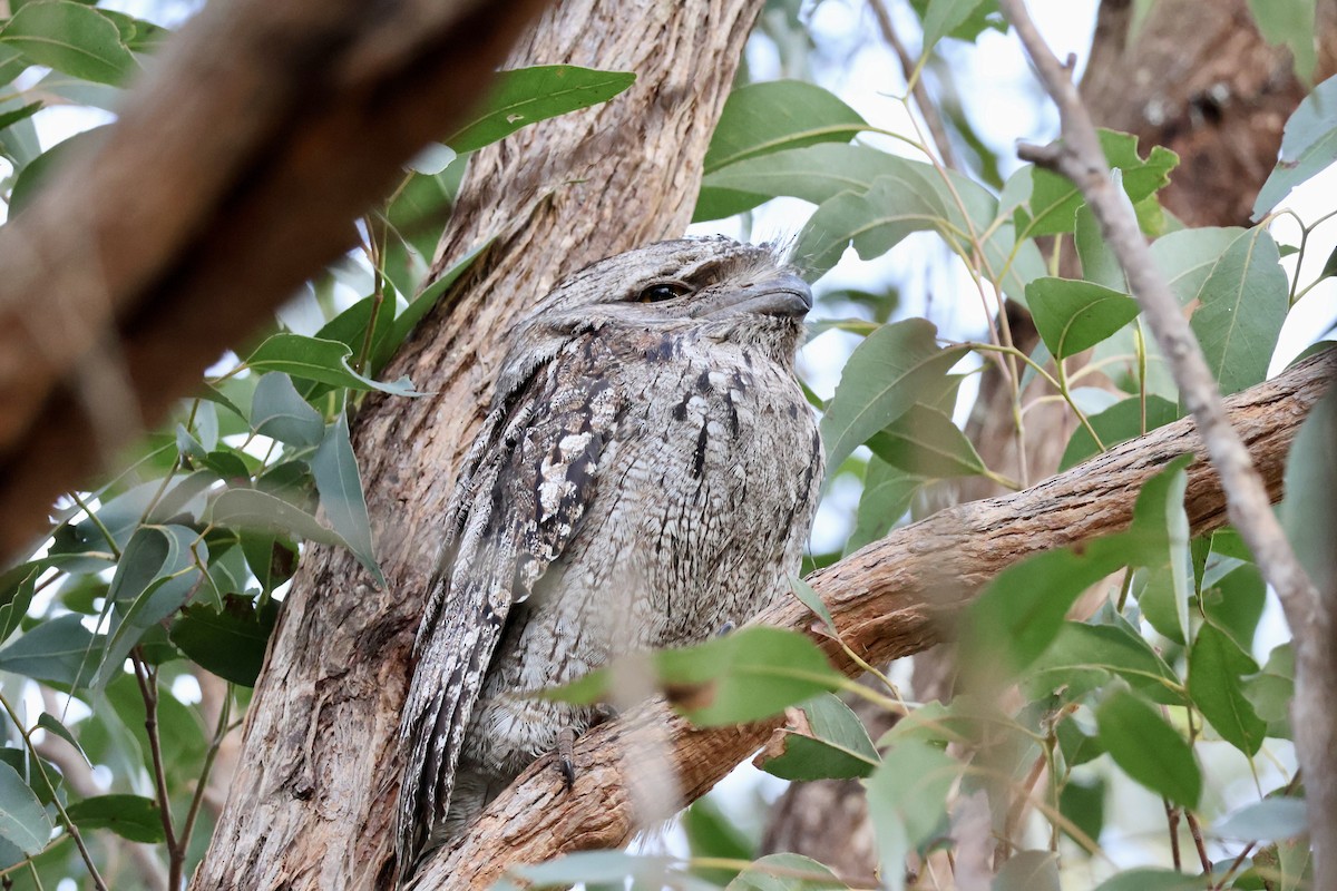 Tawny Frogmouth - ML638207222