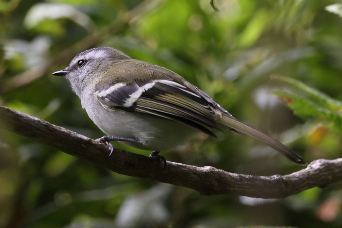 White-banded Tyrannulet - ML638207224