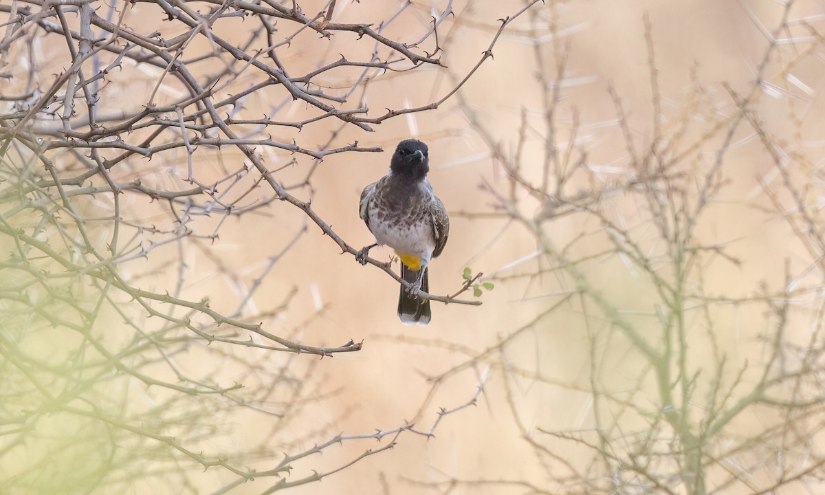 Common Bulbul (Dodson's) - ML638207238