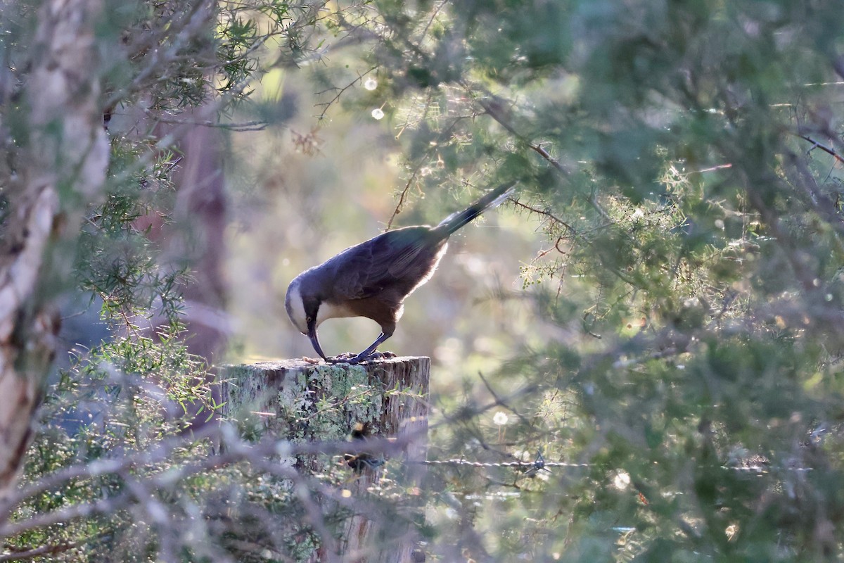 Gray-crowned Babbler - ML638207248