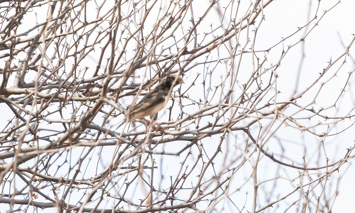 Straw-tailed Whydah - ML638207252