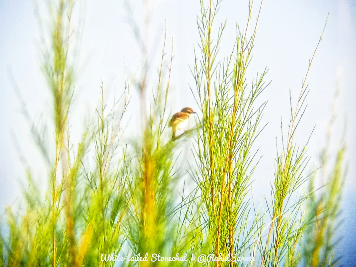White-tailed Stonechat - ML638207264