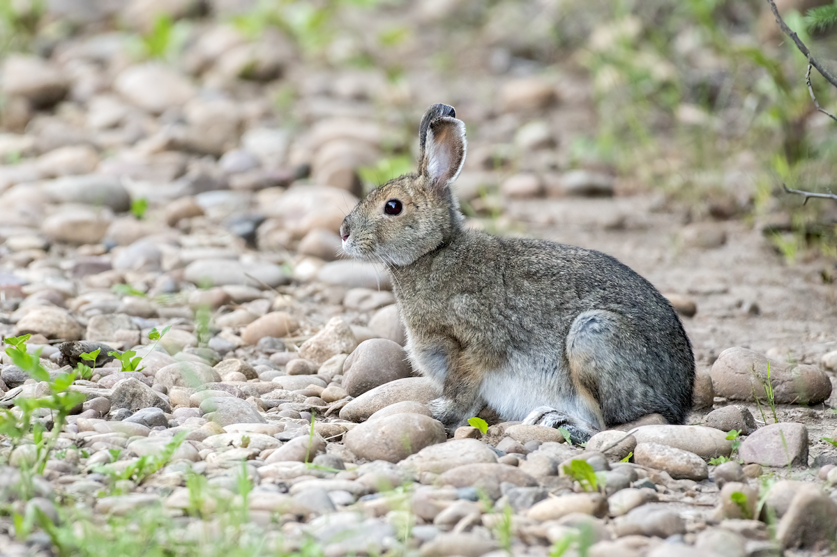 Mountain Cottontail - ML638207265