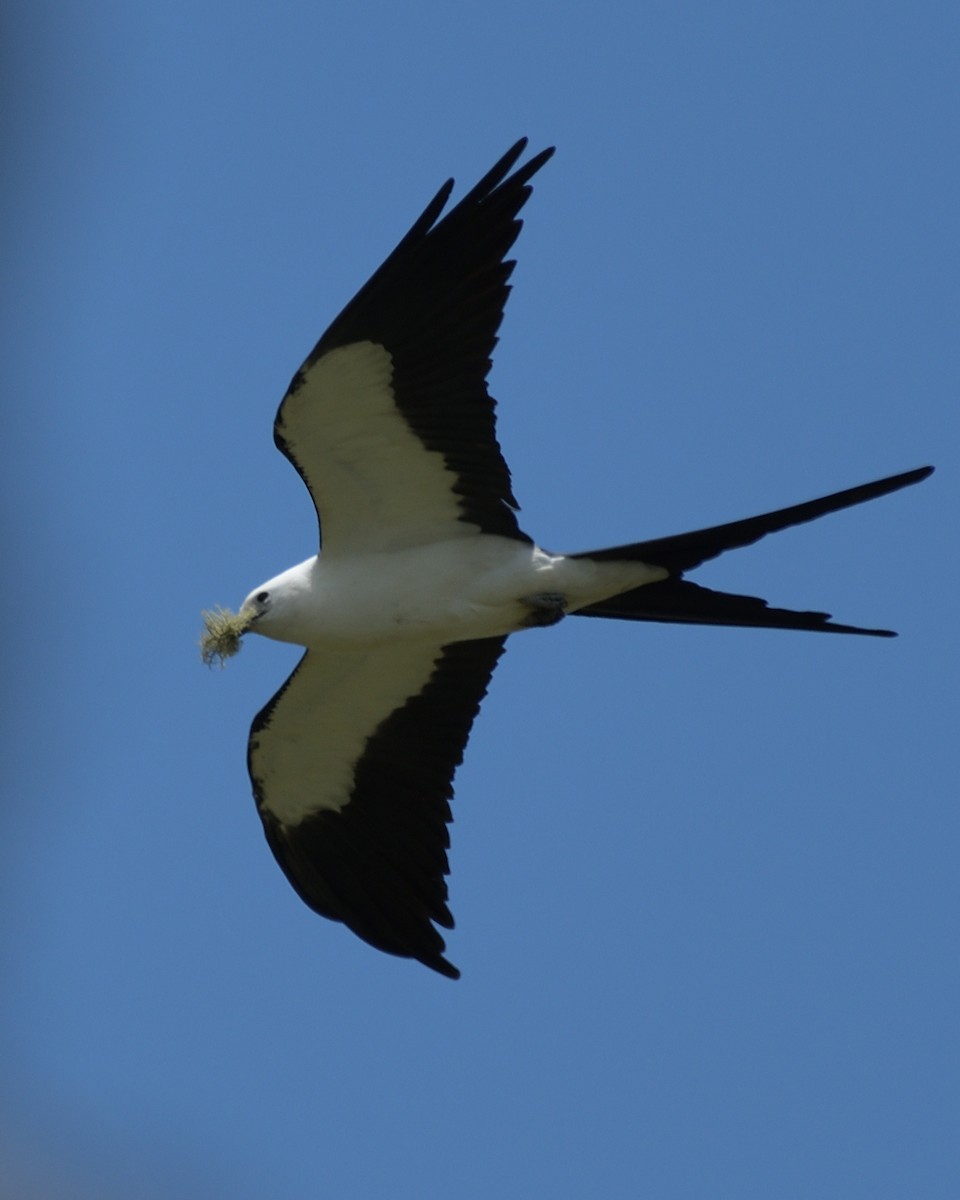 Elanio Tijereta - ML638207288