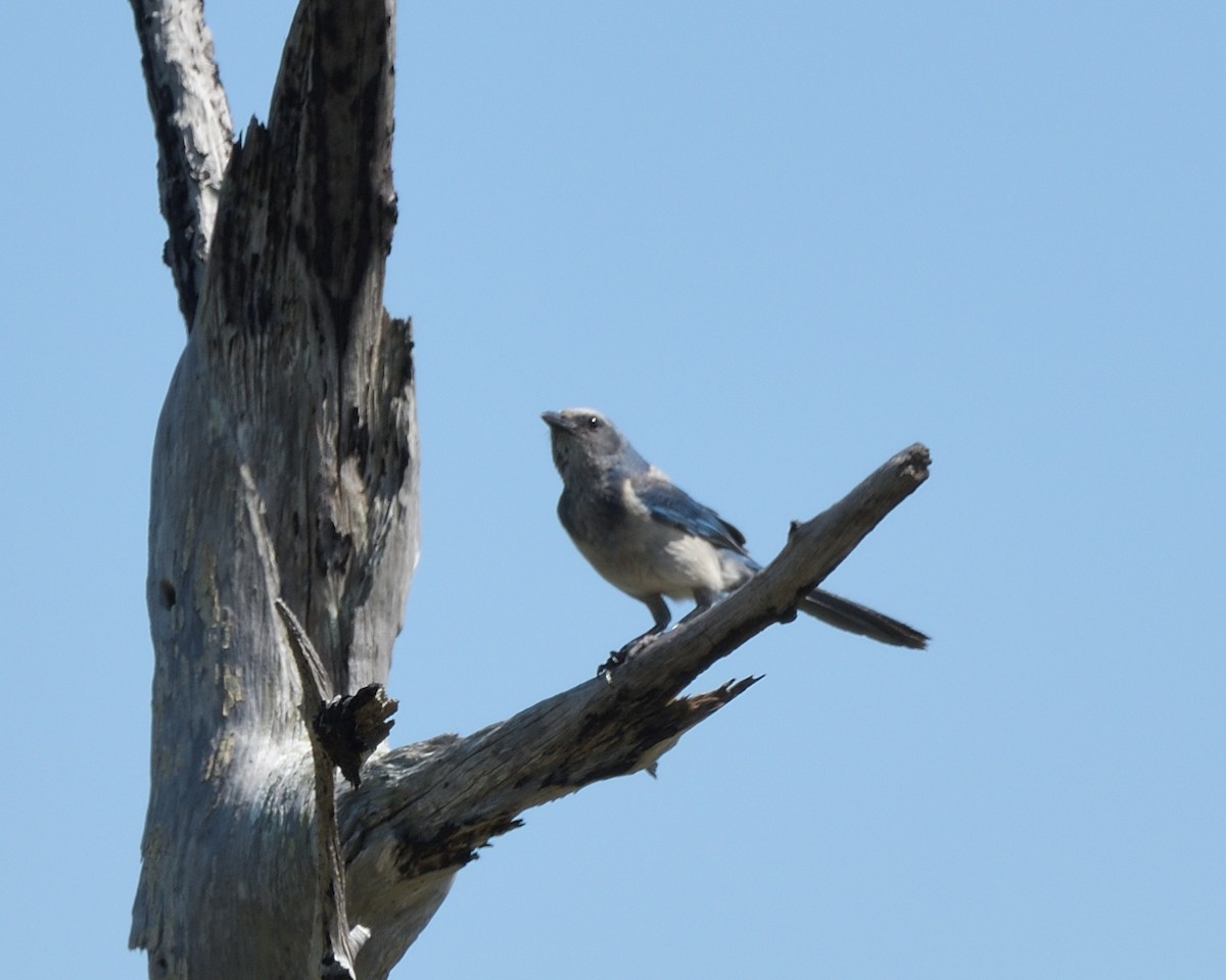 Florida Scrub-Jay - ML638207310