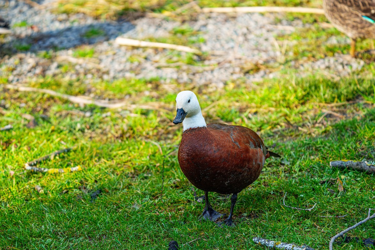 Paradise Shelduck - ML638207324