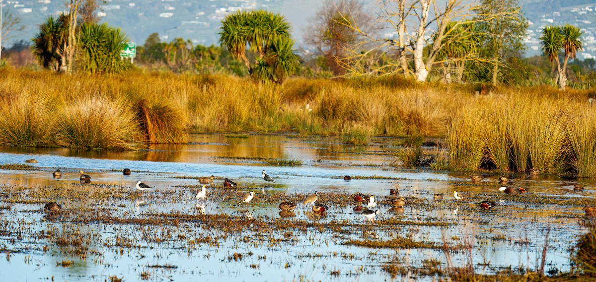 Paradise Shelduck - ML638207325