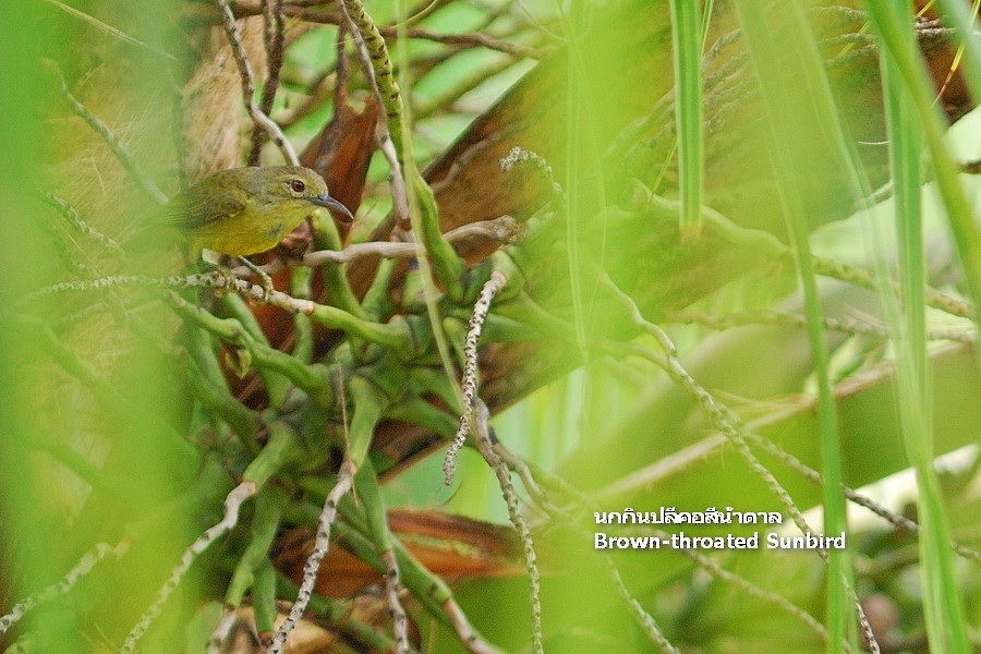 Brown-throated Sunbird - ML638207329