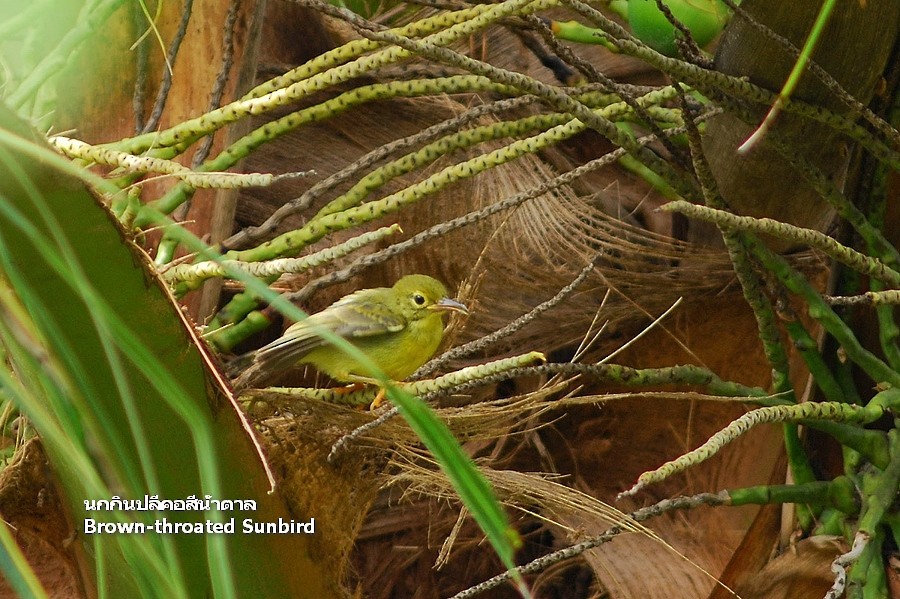 Brown-throated Sunbird - ML638207330