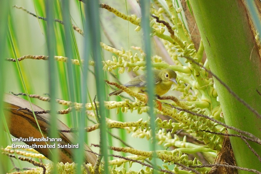 Brown-throated Sunbird - ML638207331