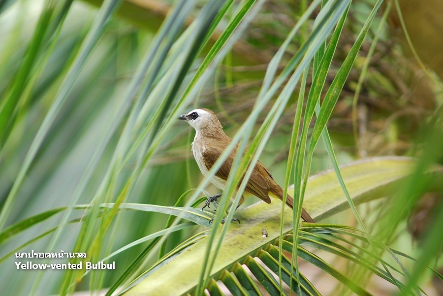 Yellow-vented Bulbul - ML638207332