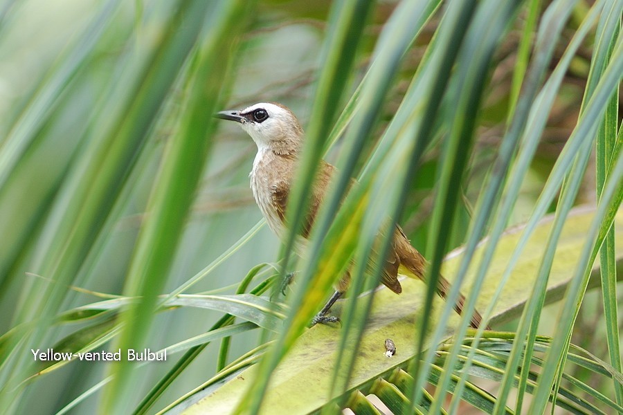Yellow-vented Bulbul - ML638207333